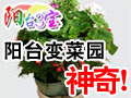 陽臺三寶