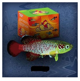 生態(tài)桌寵魔法魚(yú)