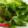 養(yǎng)生三葉芹