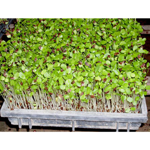 愛心農場芽苗菜產(chǎn)品-愛心農場芽苗菜綠豆芽
