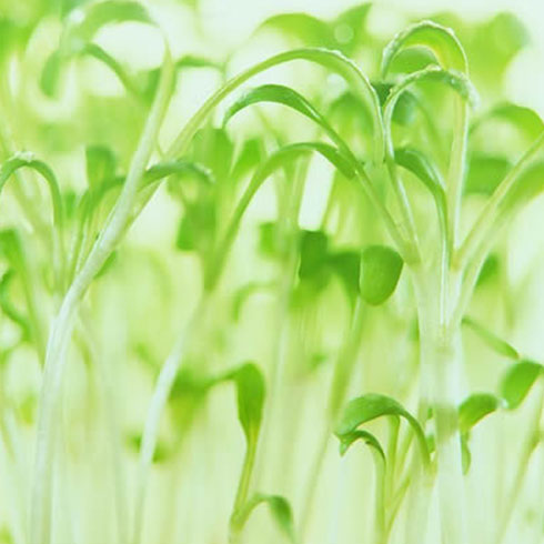 愛心農場芽苗菜產(chǎn)品-白芹芽苗菜